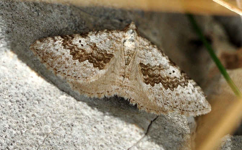 Geometridae 2